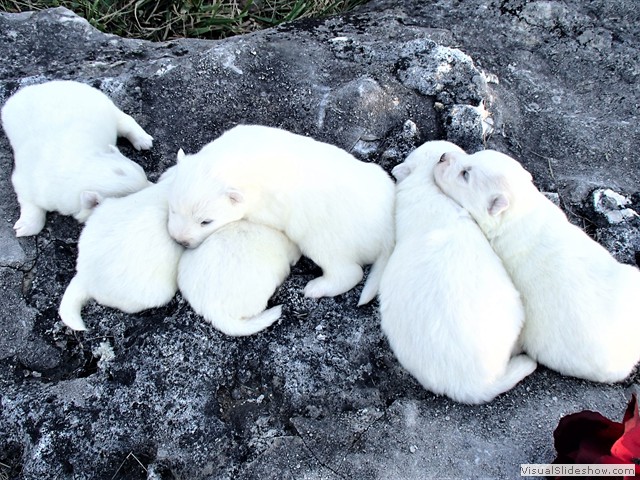 pups-21