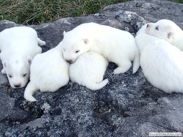pups-22