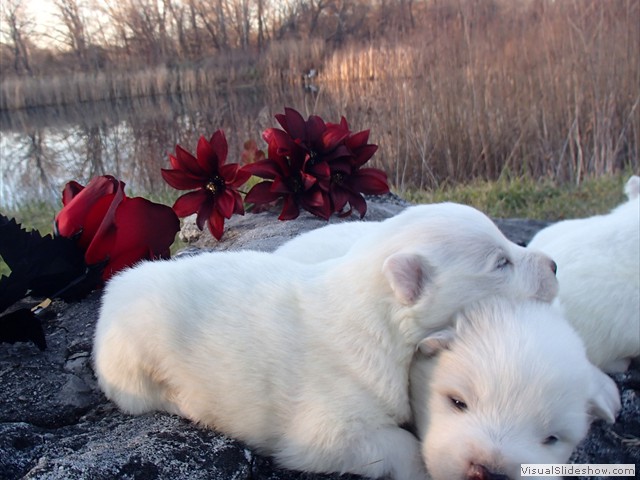 pups-23