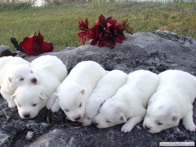 pups-24