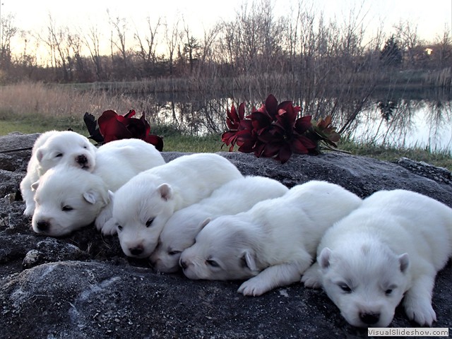 pups-25