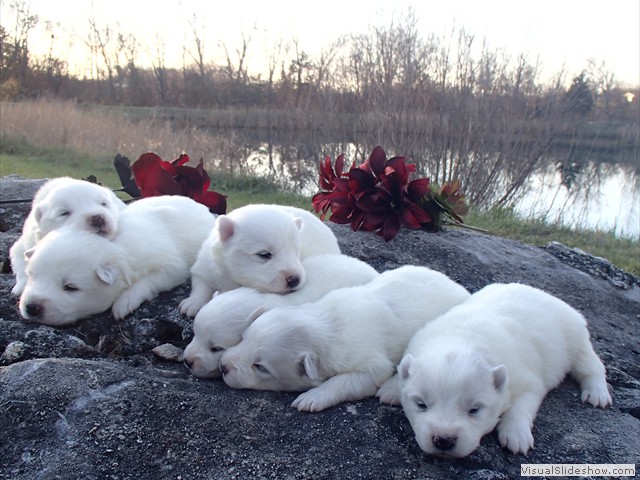 pups-26