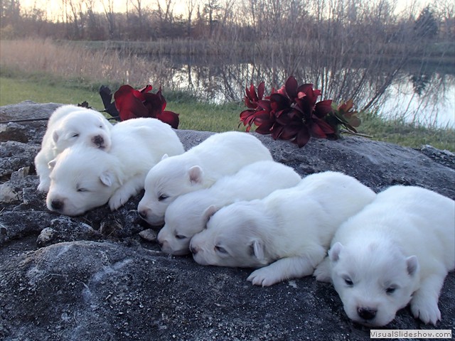 pups-27