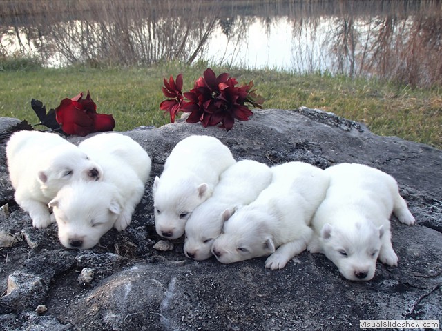 pups-28