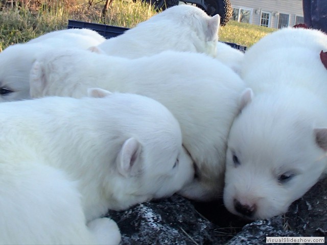 pups-3