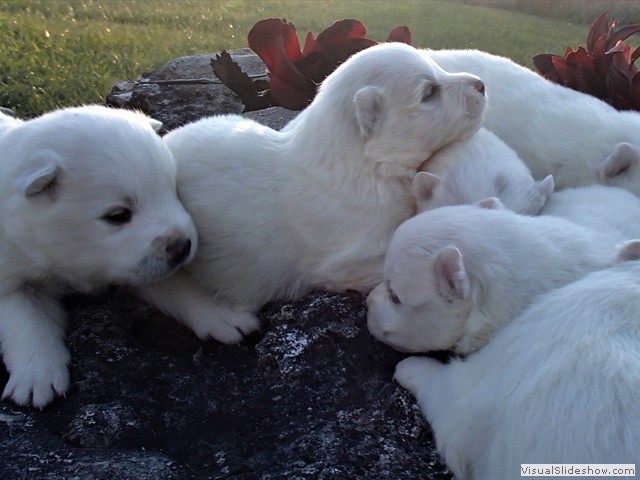 pups-4