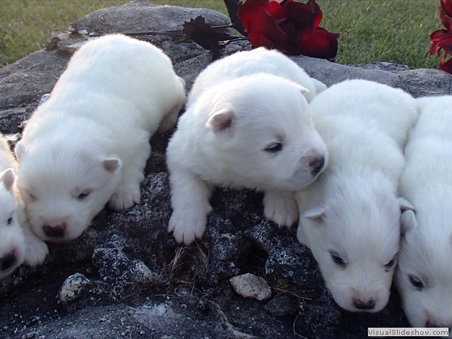 pups-5