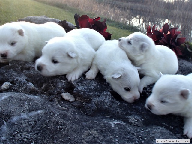 pups-6