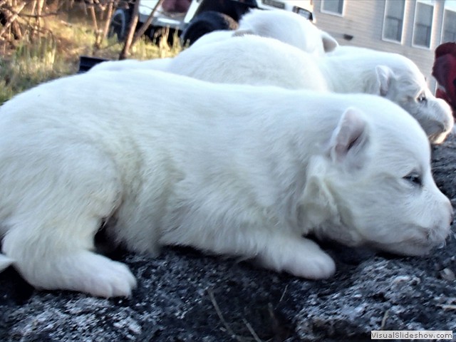 pups-7