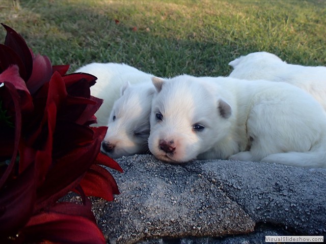 pups-8