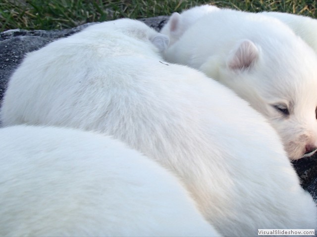 pups-9