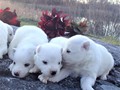 pups-1