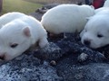 pups-10