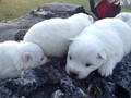 pups-11