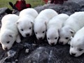 pups-12