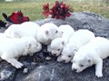 pups-13
