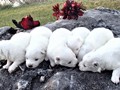 pups-14