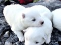 pups-15