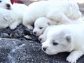 pups-16