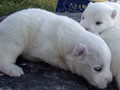 pups-17