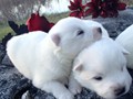 pups-18