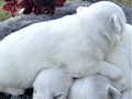 pups-19
