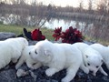pups-2