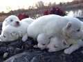 pups-20