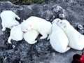 pups-21