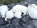 pups-22