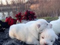 pups-23