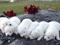pups-24