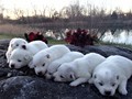 pups-25