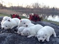 pups-26
