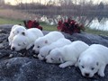 pups-27