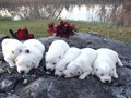 pups-28