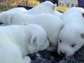 pups-3