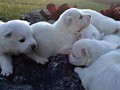 pups-4