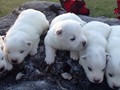 pups-5