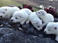 pups-6