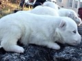 pups-7