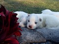 pups-8