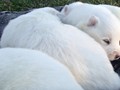 pups-9