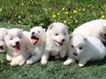 pups-1