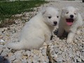pups-4