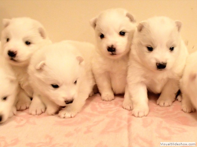 pups-1