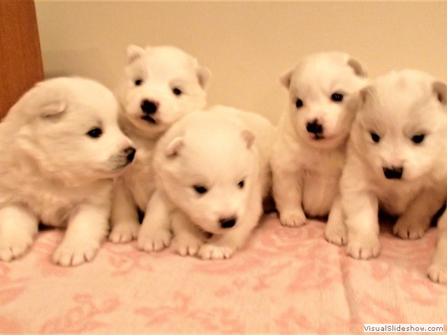 pups-2