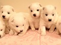 pups-1
