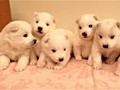 pups-2