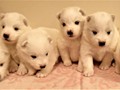 pups-3